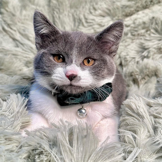 Catography Enthusiast