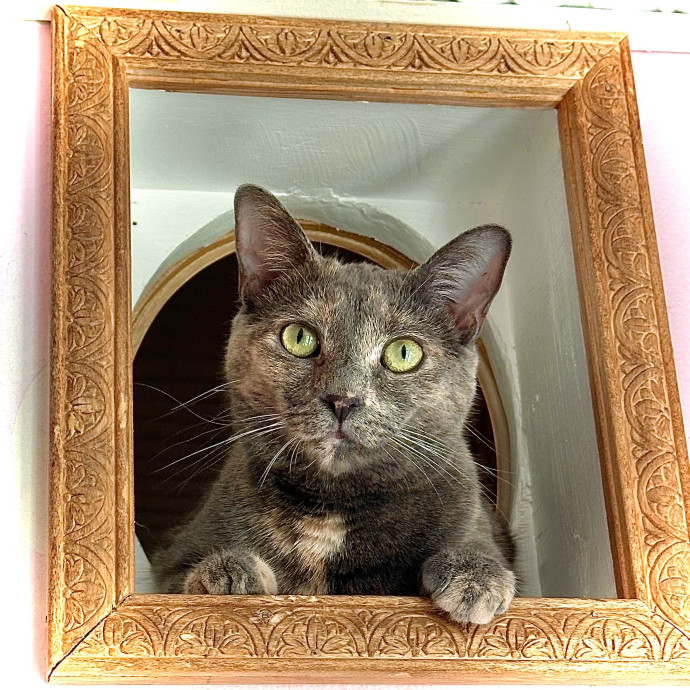 Catography Enthusiast