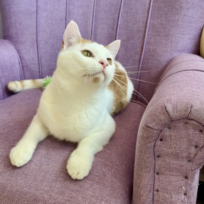 Catography Enthusiast
