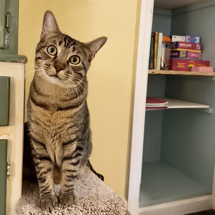 Catography Enthusiast