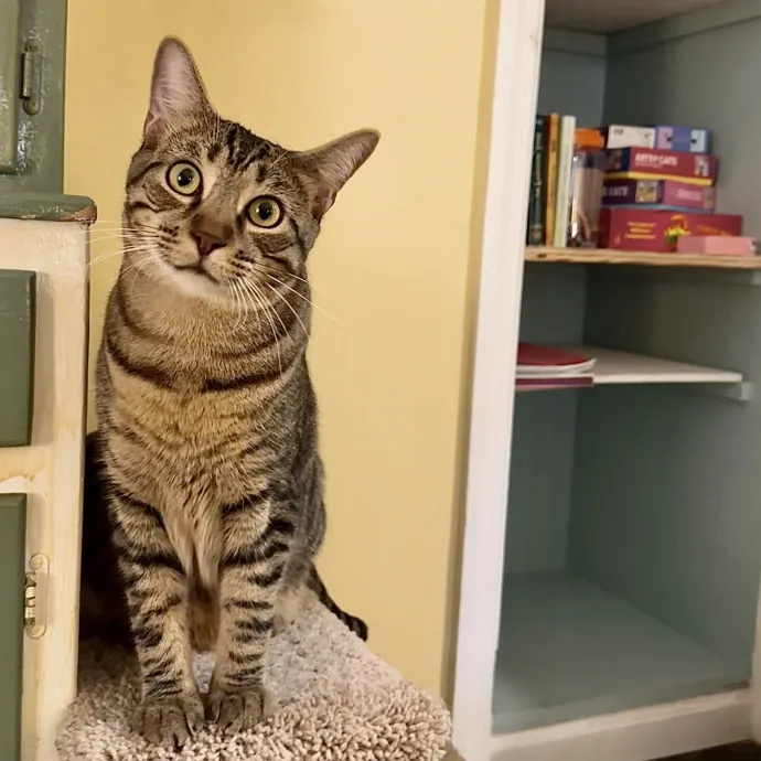 Catography Enthusiast