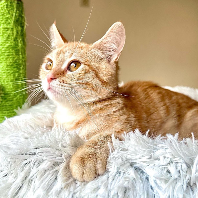 Catography Enthusiast