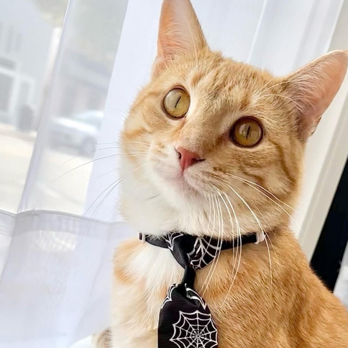 Catography Enthusiast