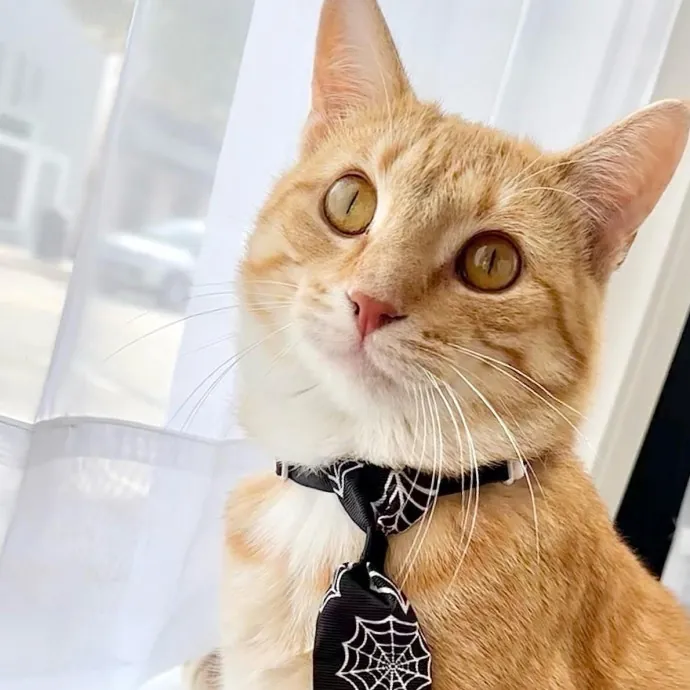 Catography Enthusiast