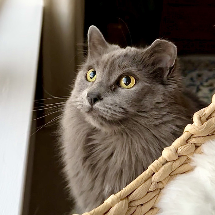 Catography Enthusiast