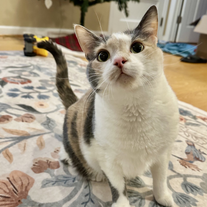 Catography Enthusiast