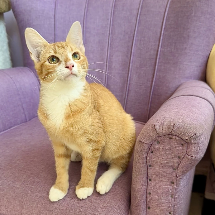 Catography Enthusiast