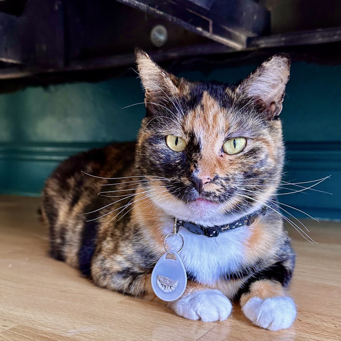 Catography Enthusiast