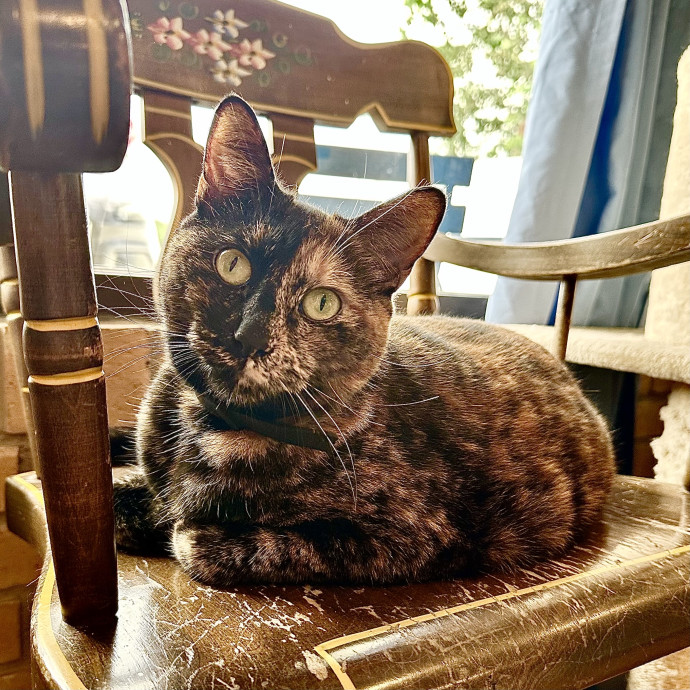 Catography Enthusiast