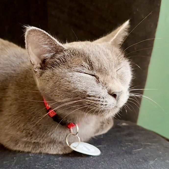 Catography Enthusiast photo 3