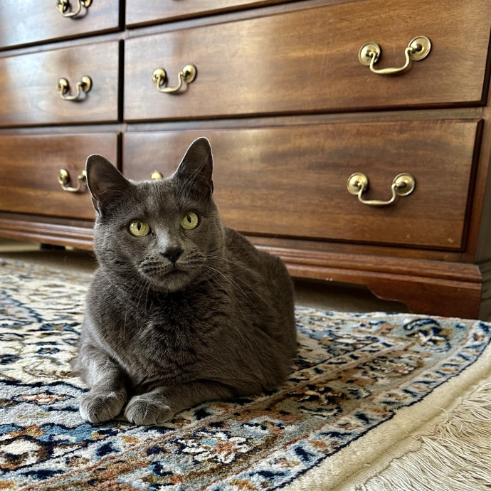 Catography Enthusiast photo 2