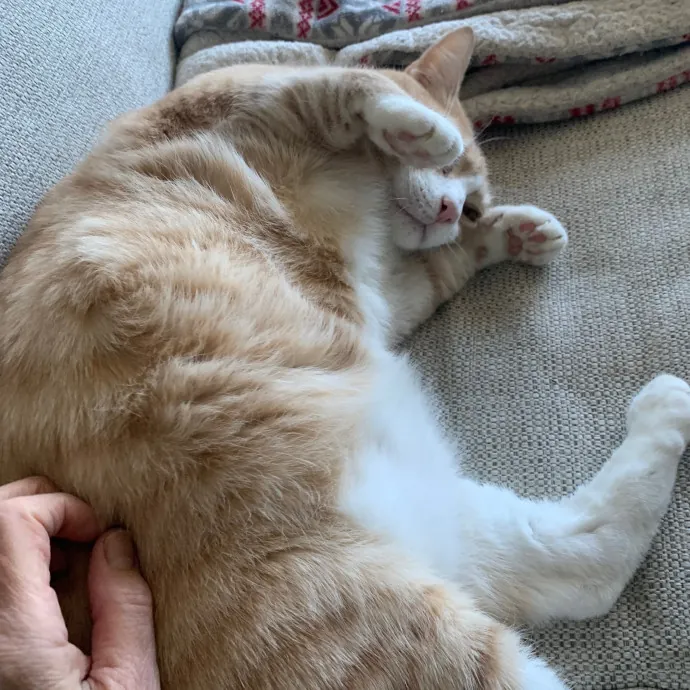 Safe And Loving Kitty Care From Lynn