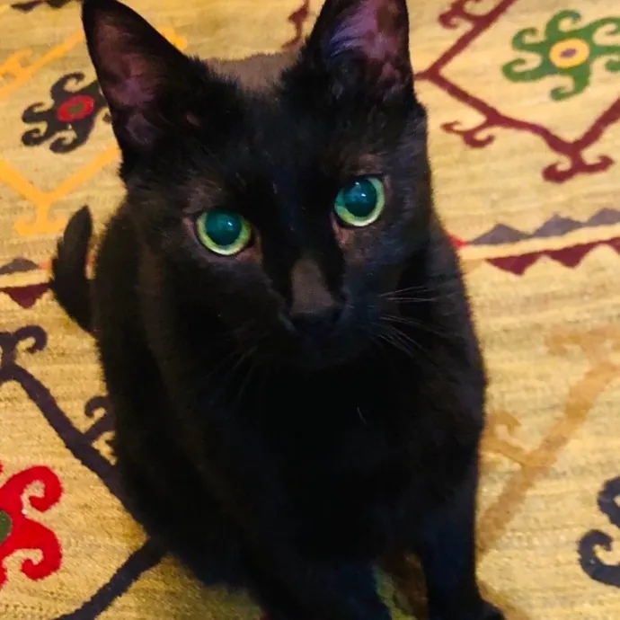 Safe And Loving Kitty Care From Lynn