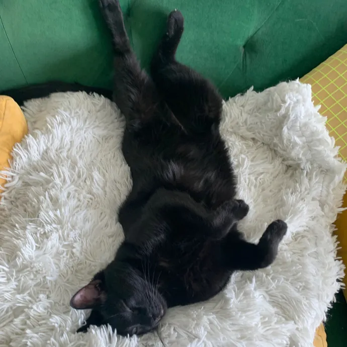 Safe And Loving Kitty Care From Lynn
