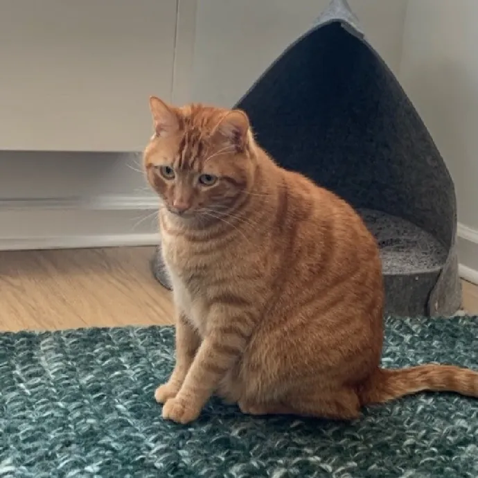 Safe And Loving Kitty Care From Lynn