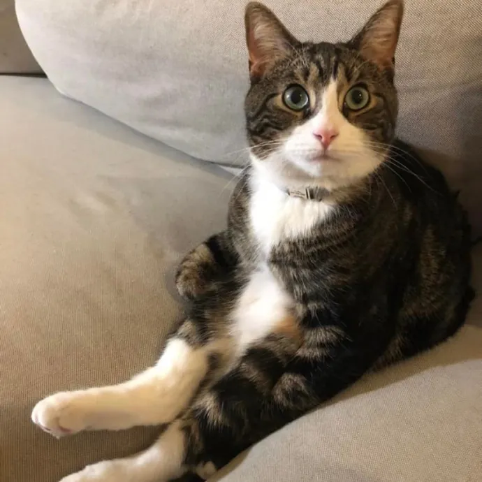 Safe And Loving Kitty Care From Lynn