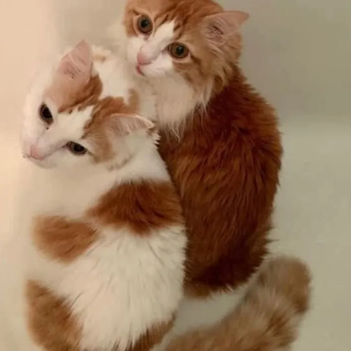 Safe And Loving Kitty Care From Lynn