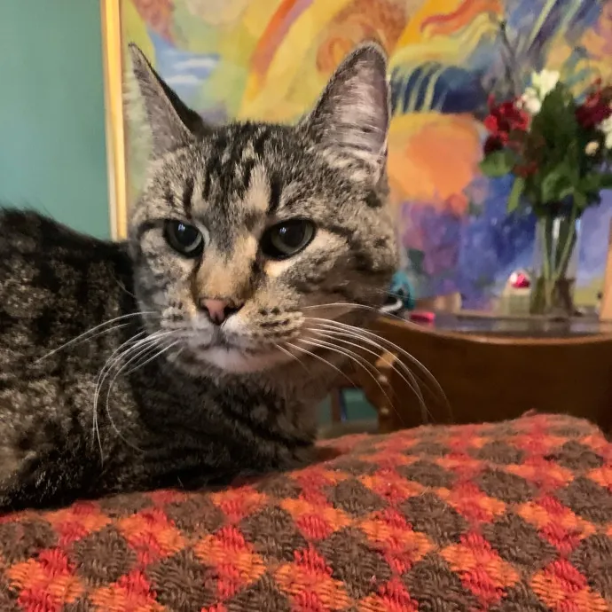 Safe And Loving Kitty Care From Lynn