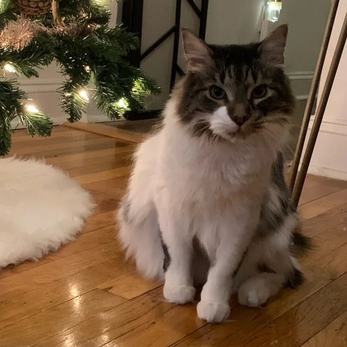 Safe And Loving Kitty Care From Lynn