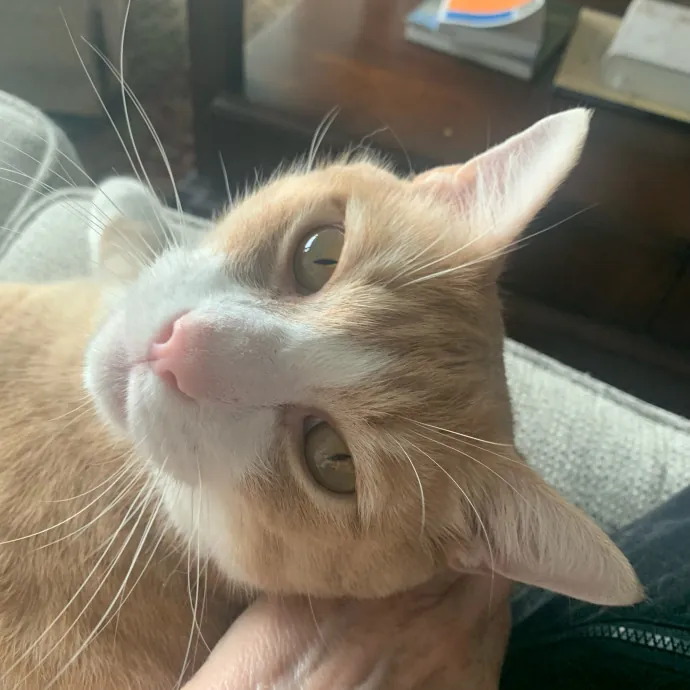 Safe And Loving Kitty Care From Lynn