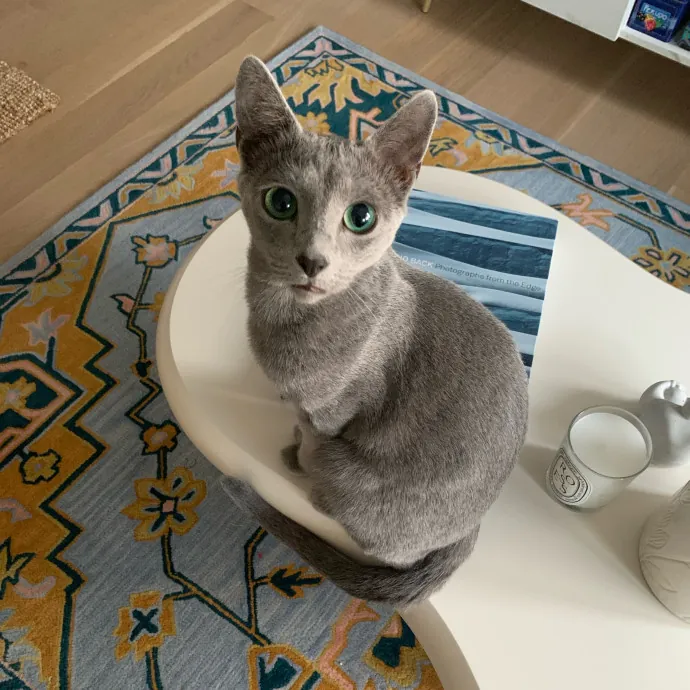Safe And Loving Kitty Care From Lynn
