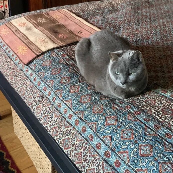 Safe And Loving Kitty Care From Lynn