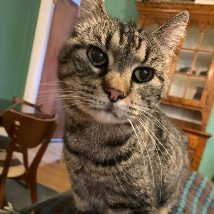 Safe And Loving Kitty Care From Lynn