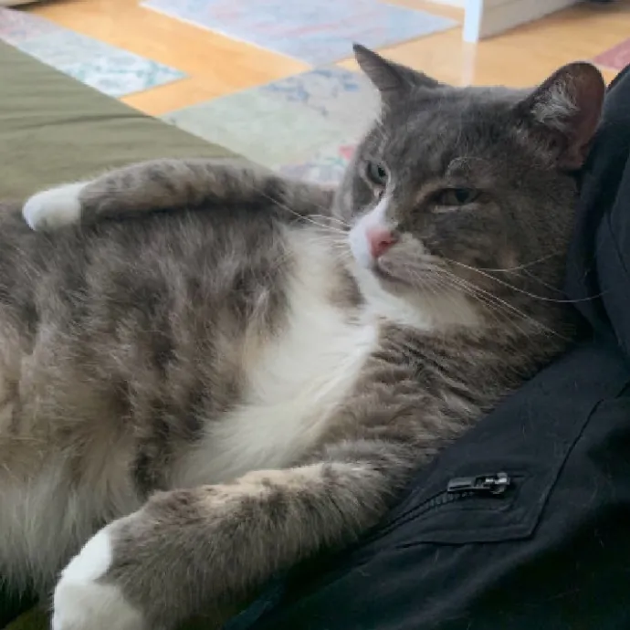 Safe And Loving Kitty Care From Lynn