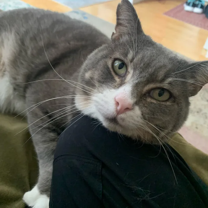 Safe And Loving Kitty Care From Lynn
