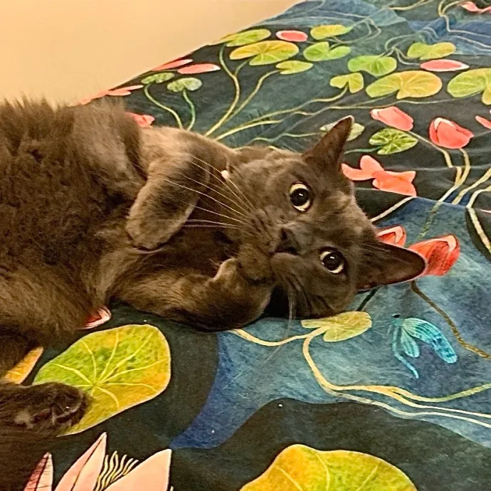 Safe And Loving Kitty Care From Lynn