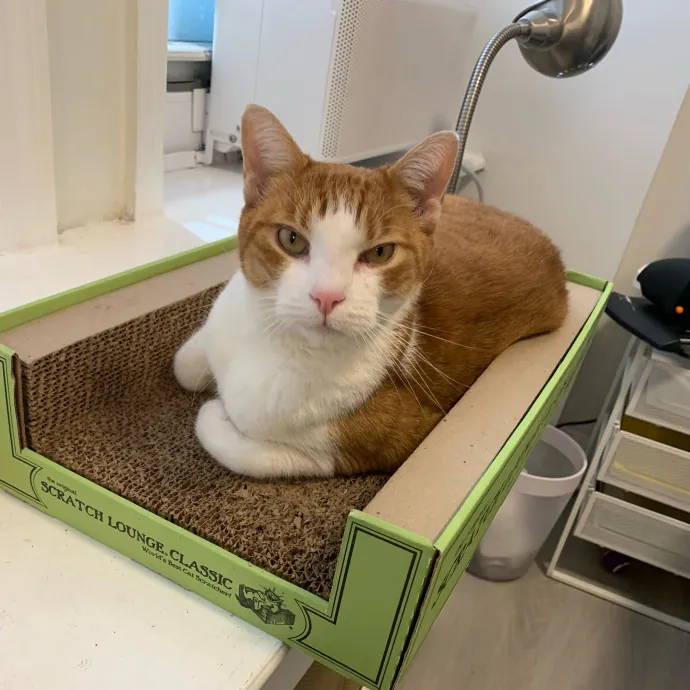 Safe And Loving Kitty Care From Lynn