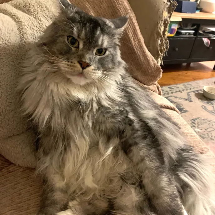 Safe And Loving Kitty Care From Lynn