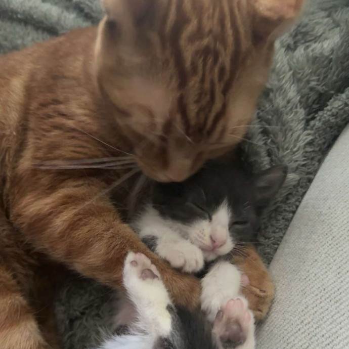 Loving And Experienced Cat Sitter