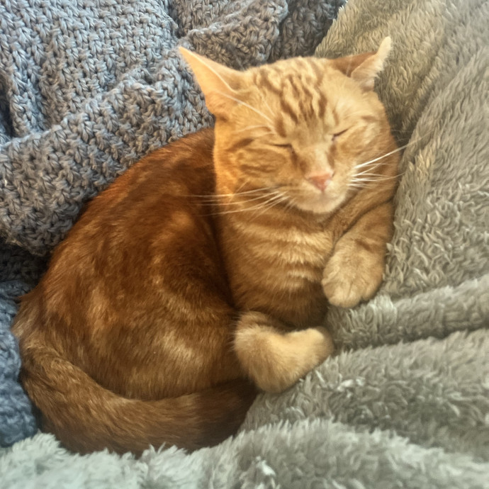 Loving And Experienced Cat Sitter photo 2