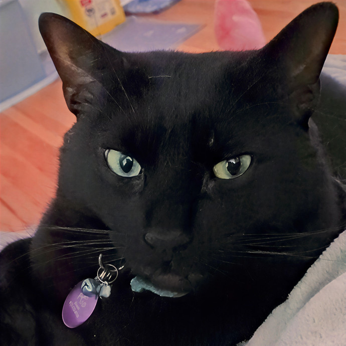 Purrfectly Pawsome Cat Sitter