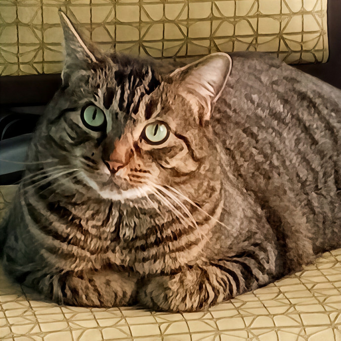 Purrfectly Pawsome Cat Sitter