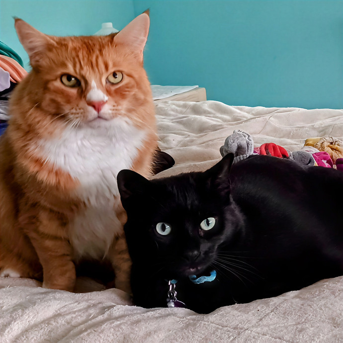 Purrfectly Pawsome Cat Sitter