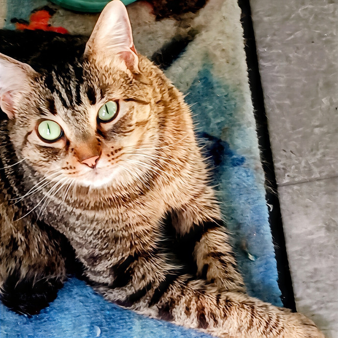 Purrfectly Pawsome Cat Sitter