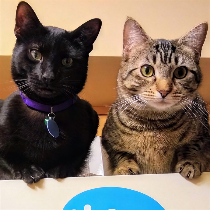 Purrfectly Pawsome Cat Sitter