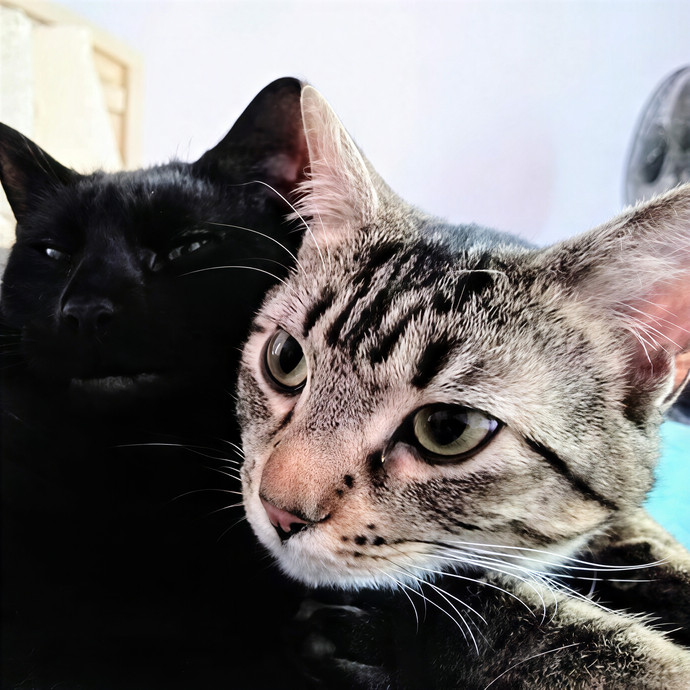 Purrfectly Pawsome Cat Sitter