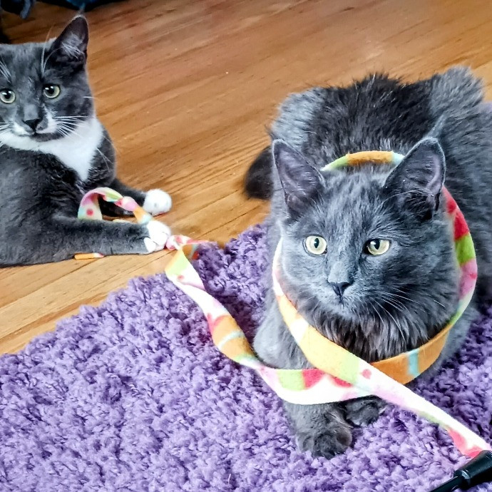 Purrfectly Pawsome Cat Sitter
