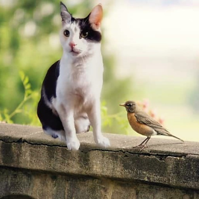 Purrfectly Pawsome Cat Sitter