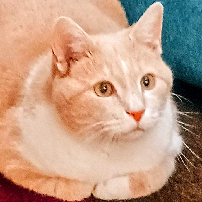 Purrfectly Pawsome Cat Sitter