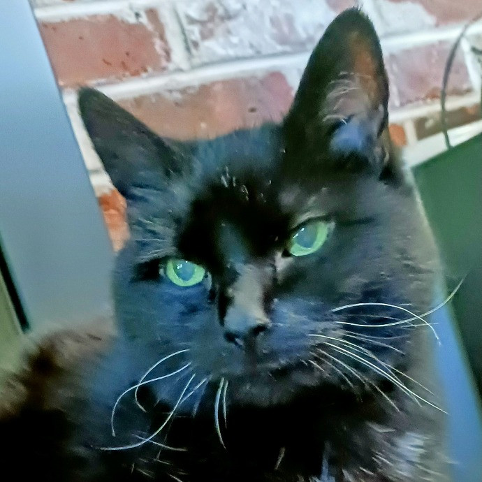 Purrfectly Pawsome Cat Sitter