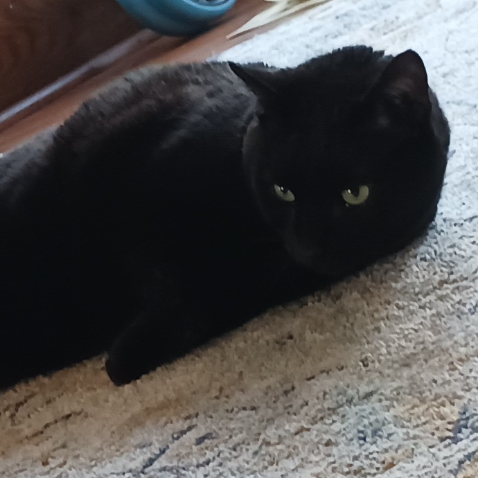 Purrfectly Pawsome Cat Sitter