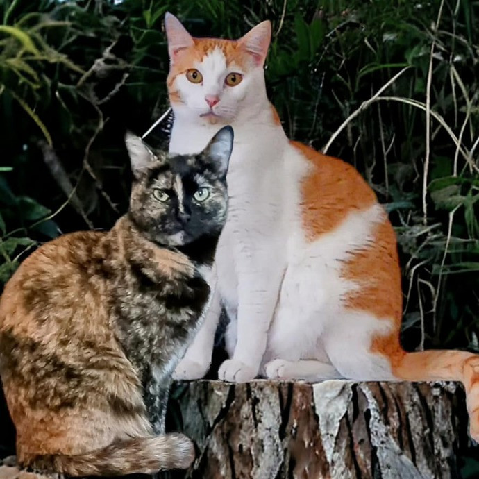 Purrfectly Pawsome Cat Sitter