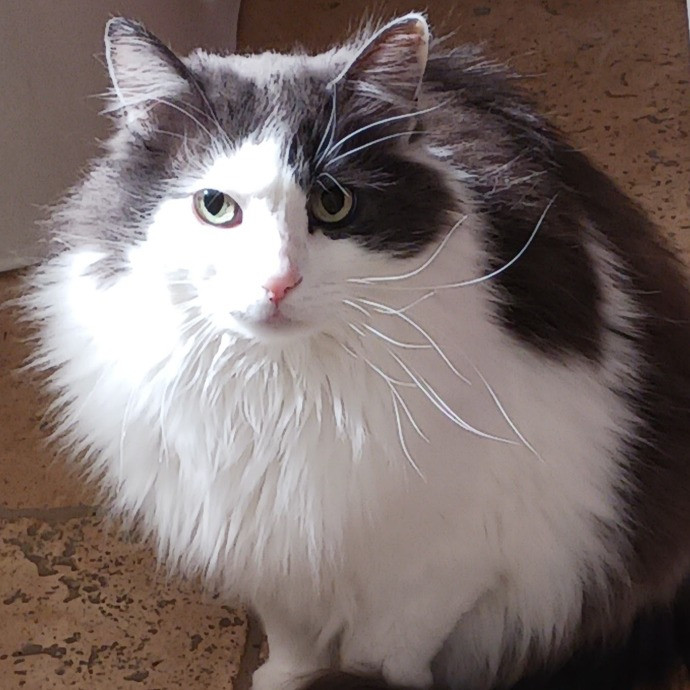 Purrfectly Pawsome Cat Sitter