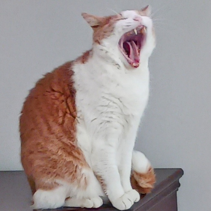Purrfectly Pawsome Cat Sitter