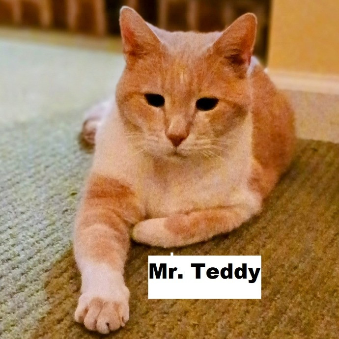 Purrfectly Pawsome Cat Sitter