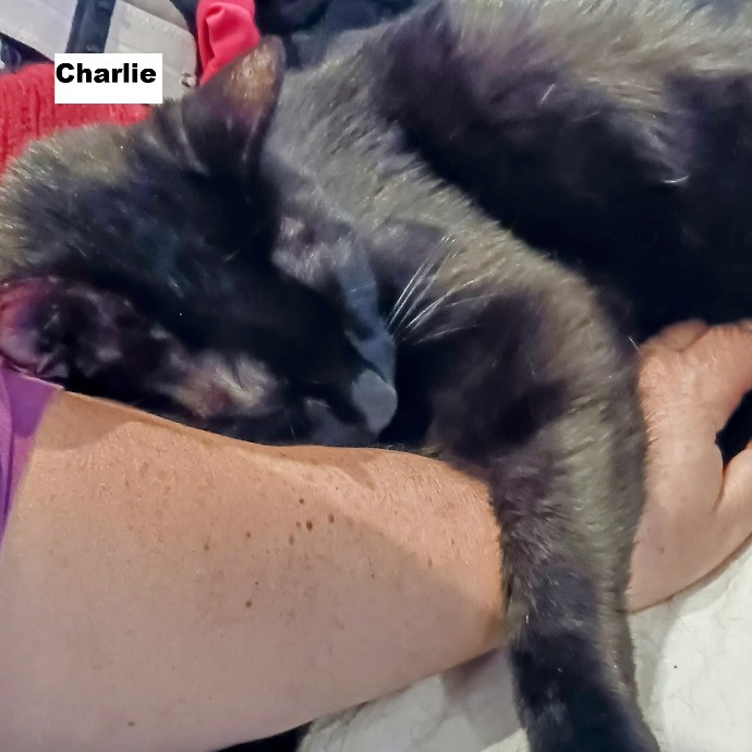 Purrfectly Pawsome Cat Sitter